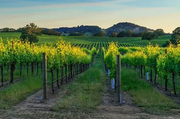 Wine Country & Redwood Giants
